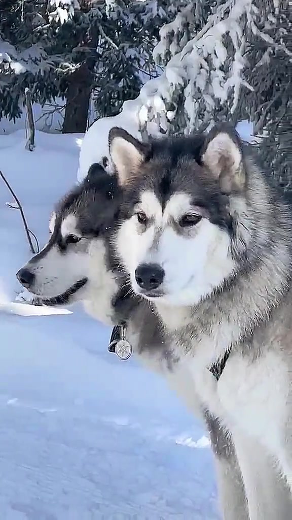 Deux de nos malamutes vus de près dans la neige